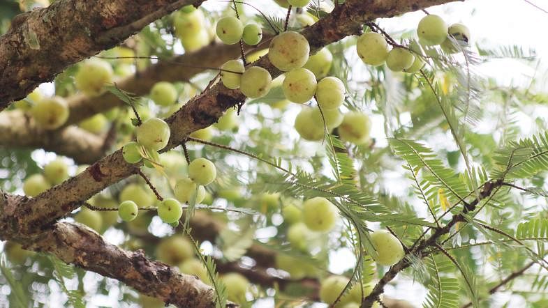 Gooseberries hanging from tree branches in district council park, Zero Mile area, Khagrachhari on 13 September. Photo: Nerob Chowdhury