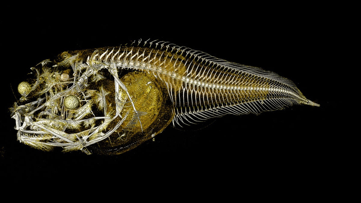 This handout picture obtained from the University of Newcastle on 14 September 2018 shows a rendering of the bone structure of an Atacama snailfish, a newly discovered species of fish discovered at 7000m below sea level. Photo: AFP