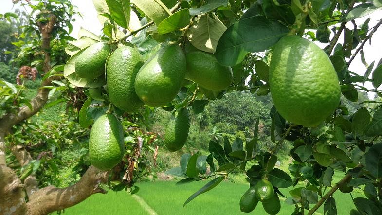 Lemons hanging from branches at Mirsaraier Korer Haat, Chattogram on 14 September. Photo: Iqbal Hossain