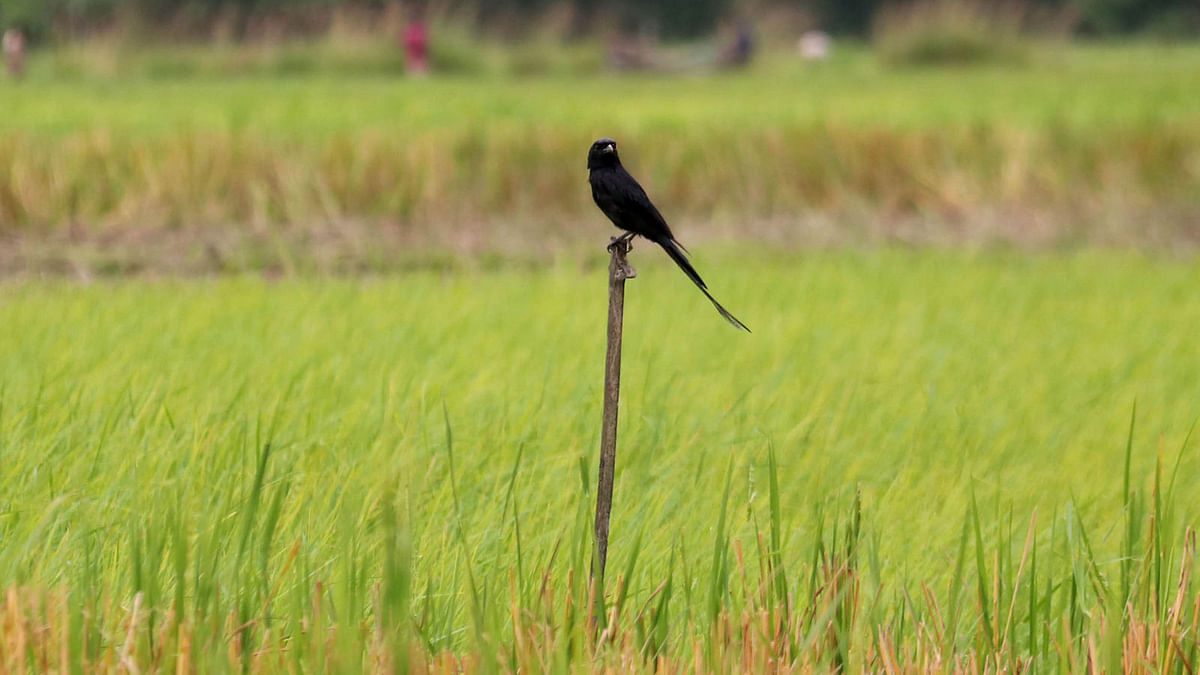 A black drongo perched on a bamboo along the rice fields in Anantapur, Sylhet sadar on 17 September. Photo: Anis Mahmud