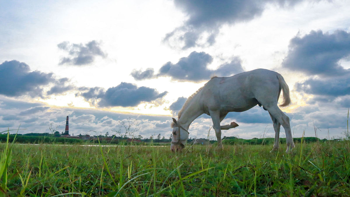 A horse grazing under the autumn sky in Char Ghoshpur, Himayetpur, Pabna on 15 September. Horses are used for carrying goods in the remote char areas. Photo: Hassan Mahmud