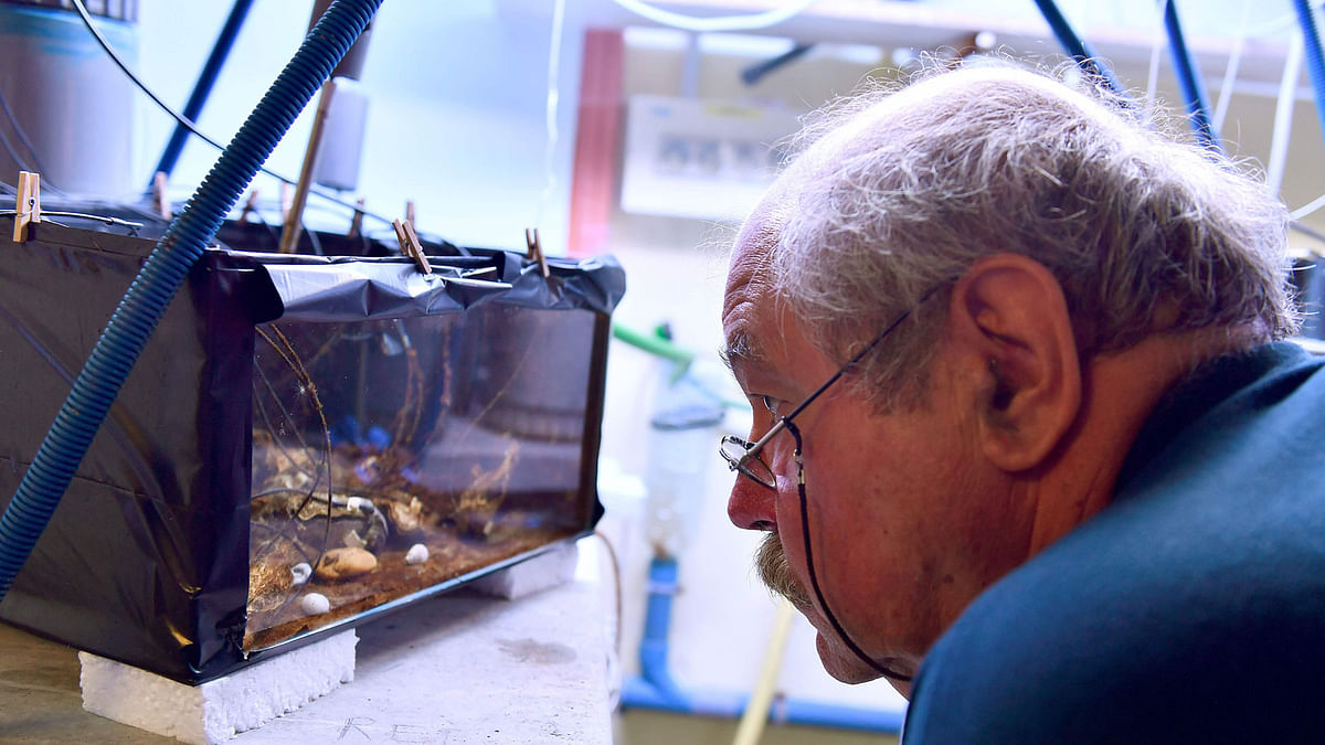 Jean-Charles Massabuau, director of research at the CNRS (National Center for Scientific Research), observes oysters with measuring electrodes in an aquarium of a CNRS laboratory in Arcachon, near Bordeaux, on 5 September, 2018. Photo: AFP