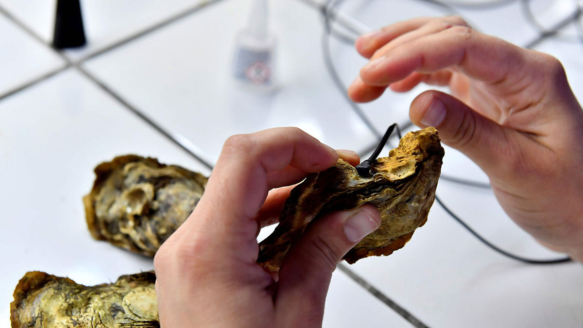 A technician of the CNRS (National Center for Scientific Research), puts measuring electrodes on oysters in a CNRS laboratory in Arcachon, near Bordeaux, on 5 September, 2018. Photo: AFP