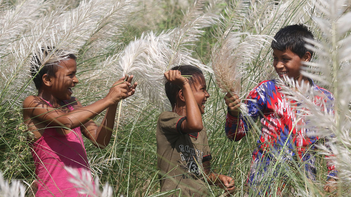 Children having fun among the kash phool reeds by the river Dhaleswari at Chamra Shilpa Nagari, Savar on 16 September. Photo: Abdus Salam