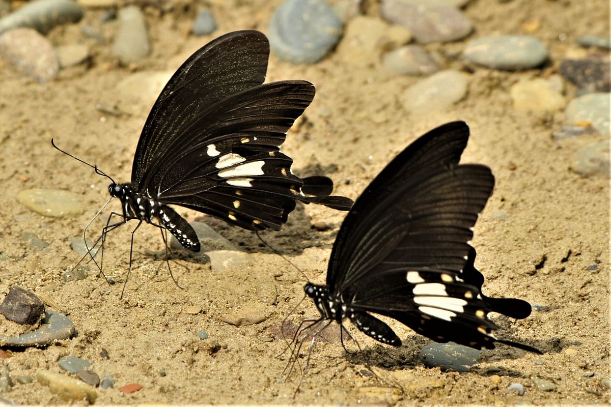 A pair of butterflies perched on sands at Shilchhari, Kaptai, Rangamati on 17 September. Photo: Supriya Chakma