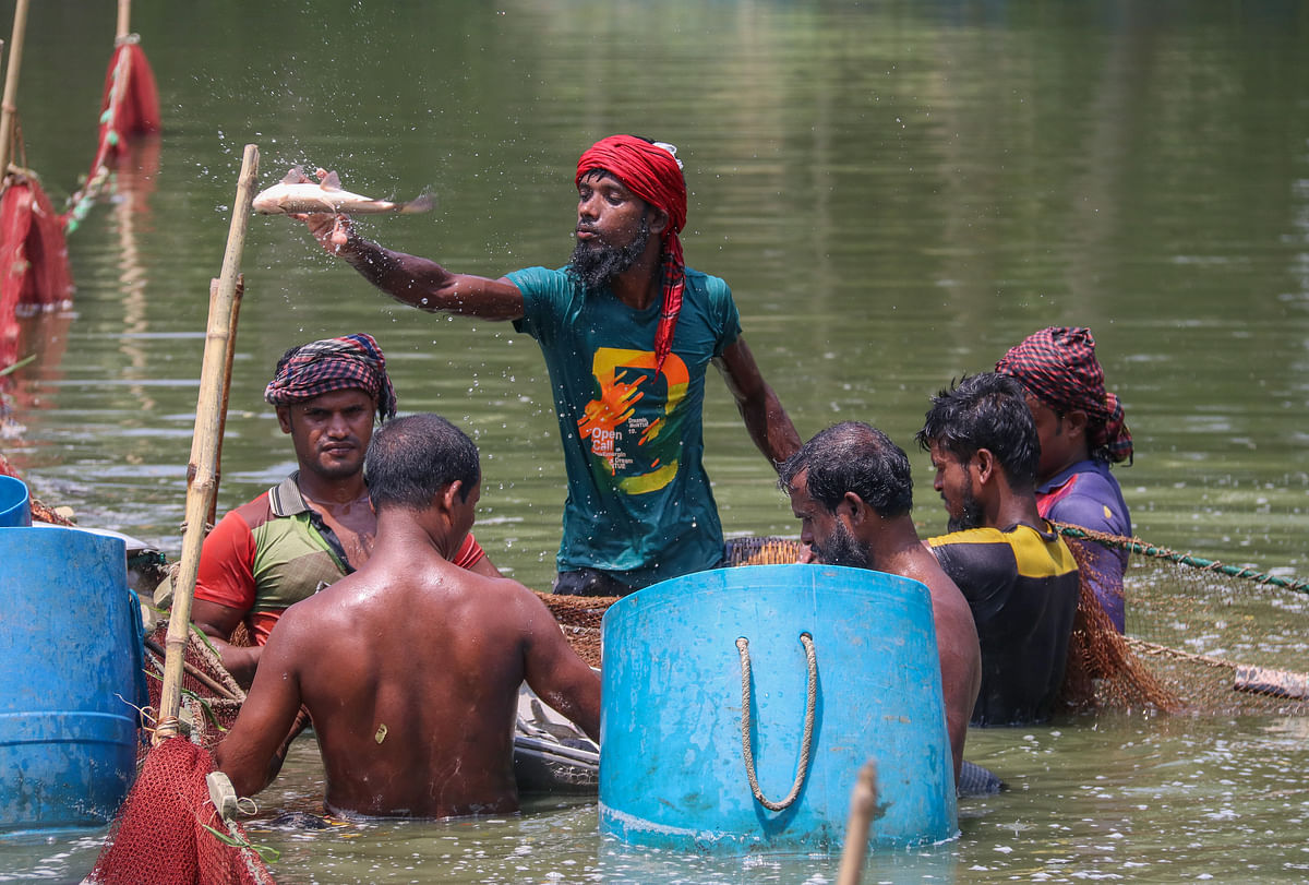 Fishermen after gathering fish with a net from an enclosure collect them in a container at Nowapara, Bagerhat on 17 September. Photo: Saddam Hossain