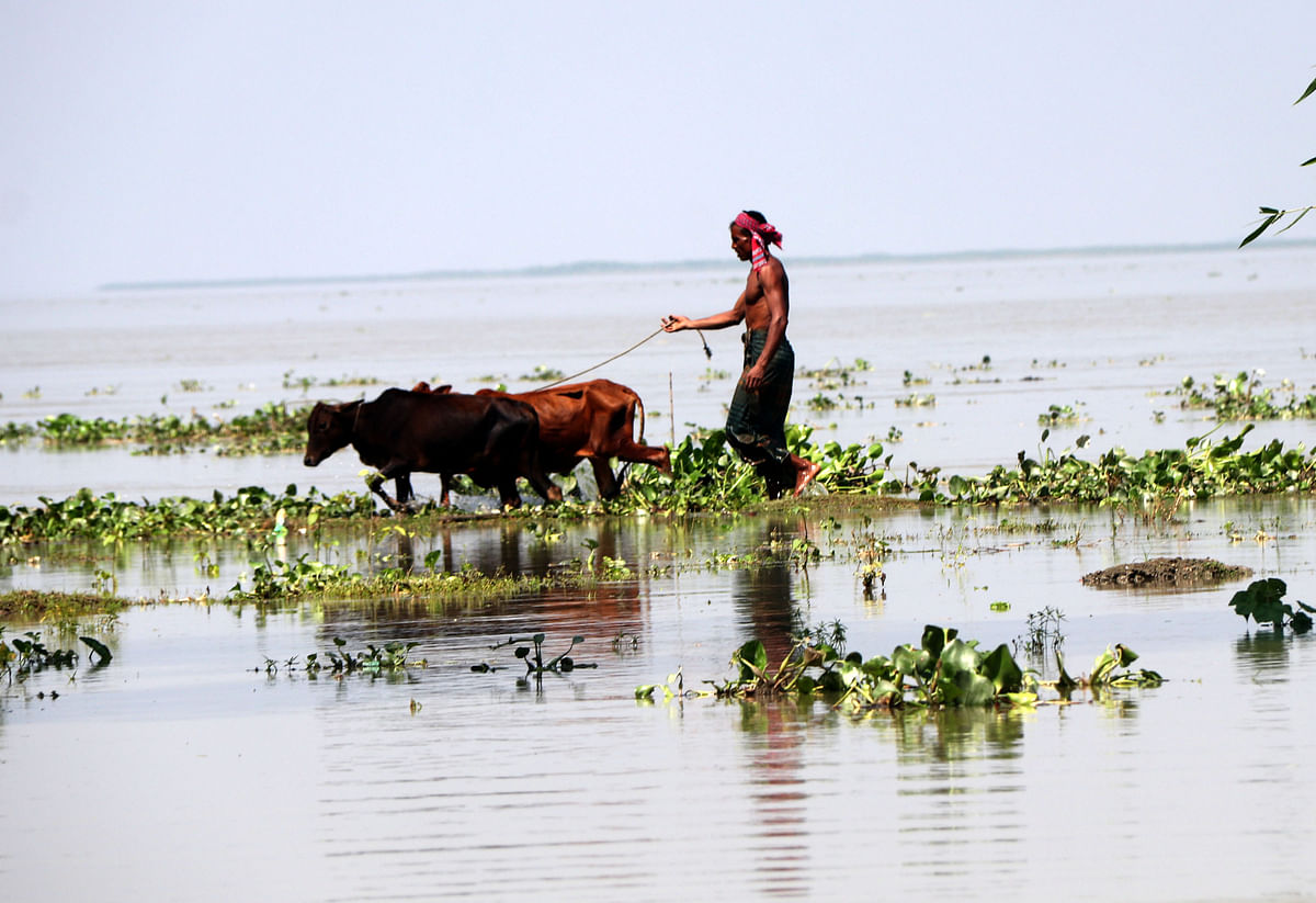 A man taking his cattle to a safer place across the flooded area of Roudaha, Sariakandi of Bogura on 17 September. The level of water rose above 16 centimetres over the danger limit. Photo: Soel Rana