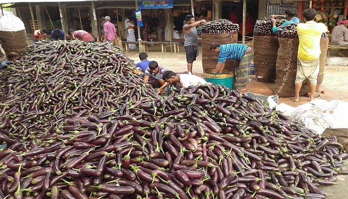 Traders packing brinjal at a wholesale market in Sadarpur upazila of Faridpur district recently. Photo: UNB