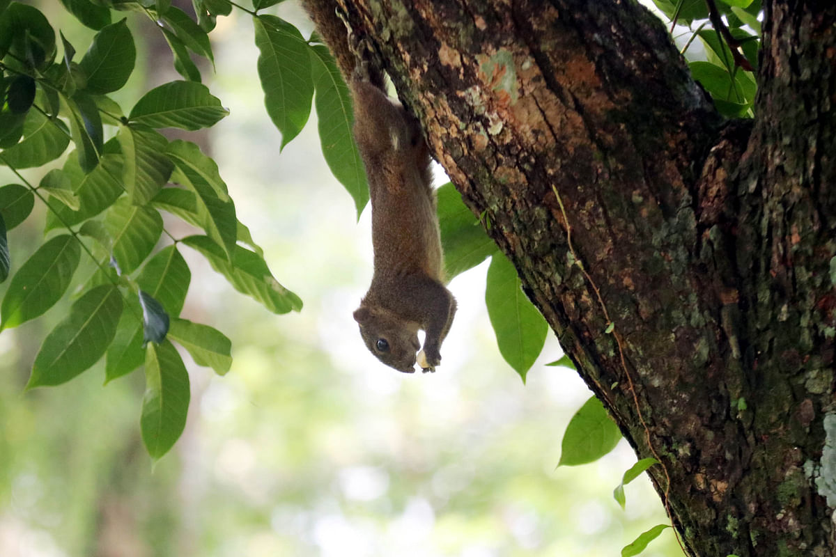 A squirrel hangs upside down and nibbles at its meal at Tarapur, Sylhet. 18 September. Photo: Anis Mahmud
