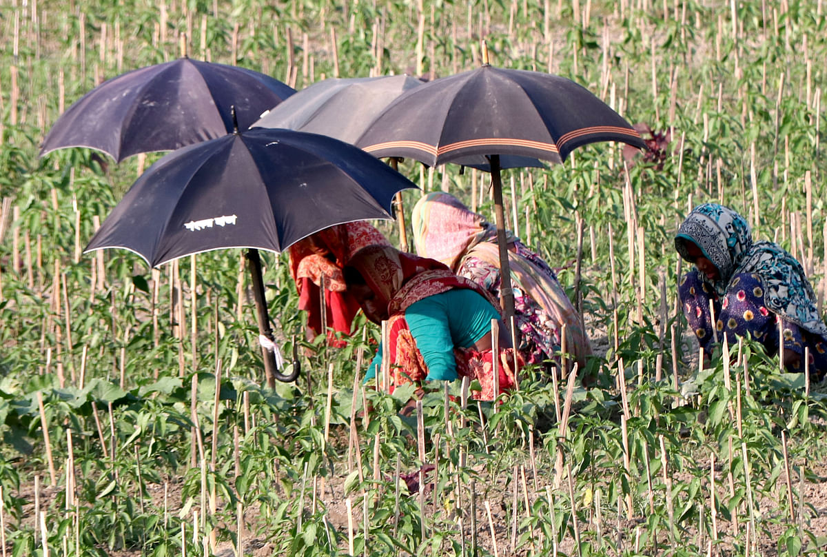 A group of women working in a chilli field at Jalshuka, Shajahanpur, Bogura under umbrellas during a hot morning on 18 September. Photo: Soel Rana