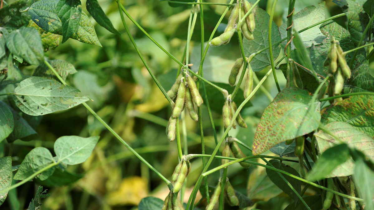 Soybean plants. File photo of Reuters