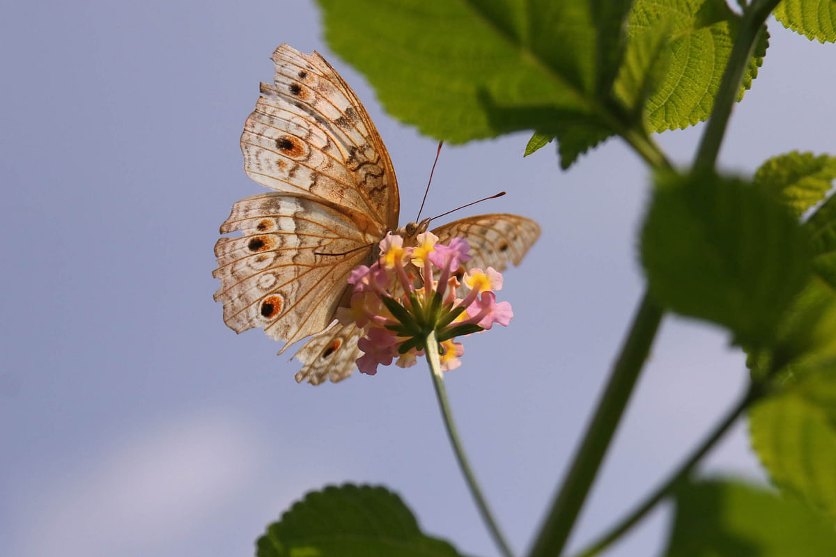 A butterfly on a wild flower at Malnichhara, Sylhet. 18 September. Photo: Anis Mahmud