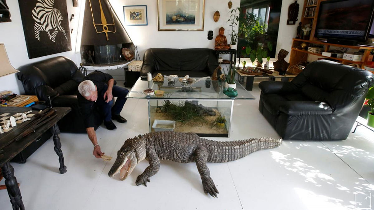 Philippe Gillet, 67 year-old Frenchman who lives with more than 400 reptiles and tamed alligators, gives chicken to his alligator Ali in his living room in Coueron near Nantes, France on 19 September 2018.—Photo: Reuters