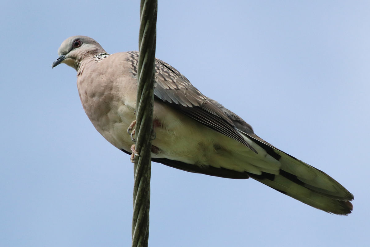 A spotted dove perched on an electric cable at Panchmail of Dighinala in Khagrachhari on 19 September. Photo: Nerob Chowdhury
