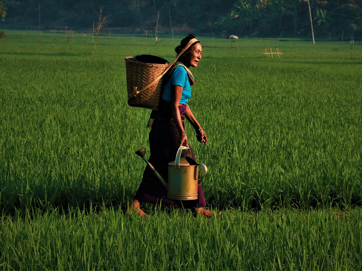 A woman from the hills walk along the rice fields in Shimujyachhara, Rangamati on 19 September. Photo: Supriya Chakma