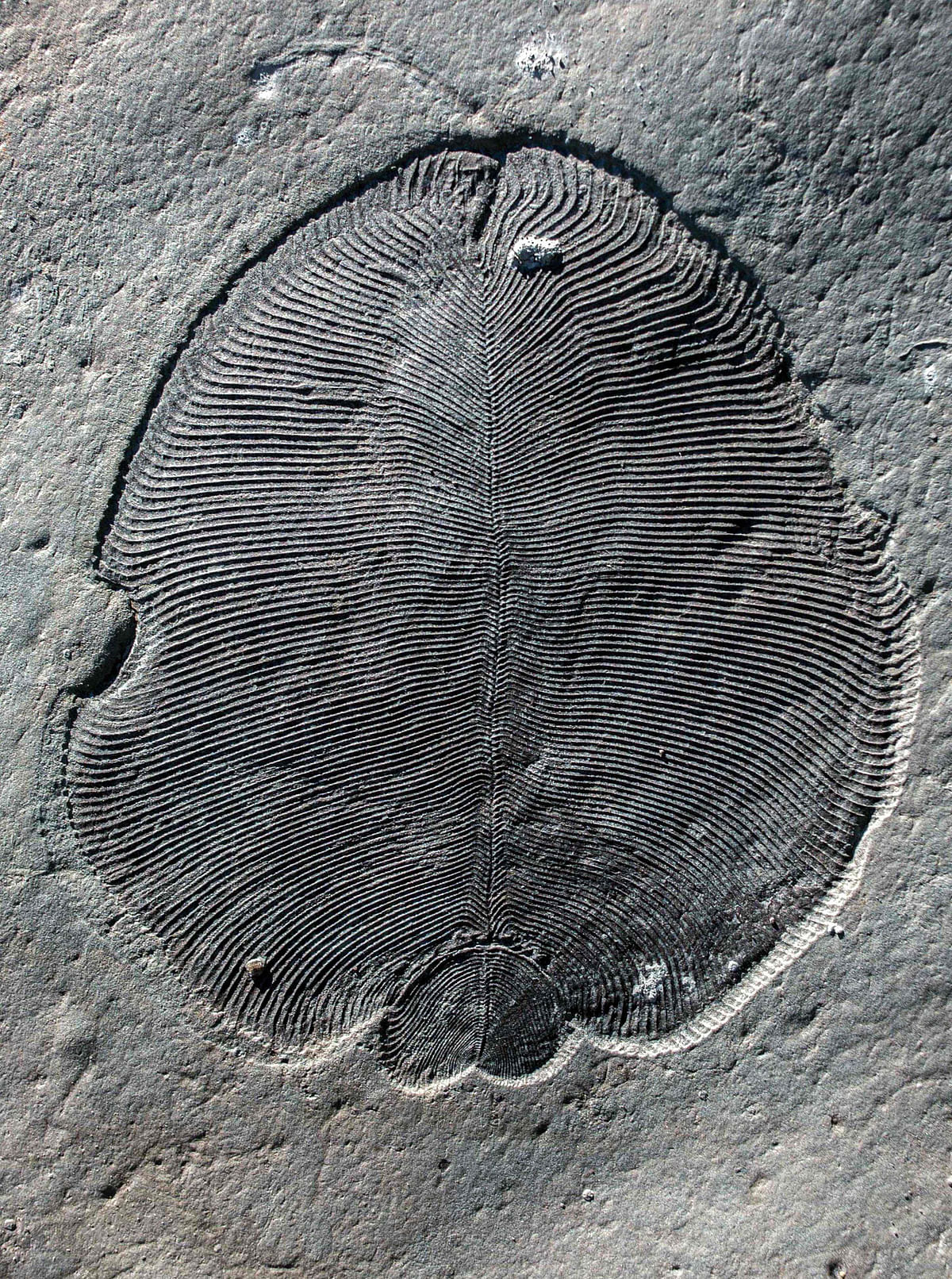 This undated image courtesy of The Australian National University shows, organically preserved “Dickinsonia” fossil from the White Sea area of Russia. Photo: AFP
