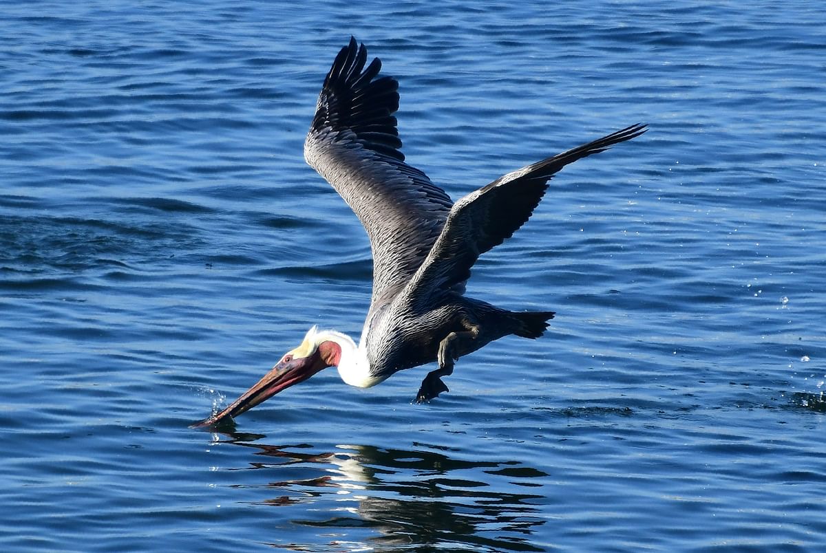 A brown pelican dives for fish in Monterey Bay, California, 20 September, 2018. Brown pelicans on the Pacific coast remain on the Endangered Species List in the US. Photo: AFP