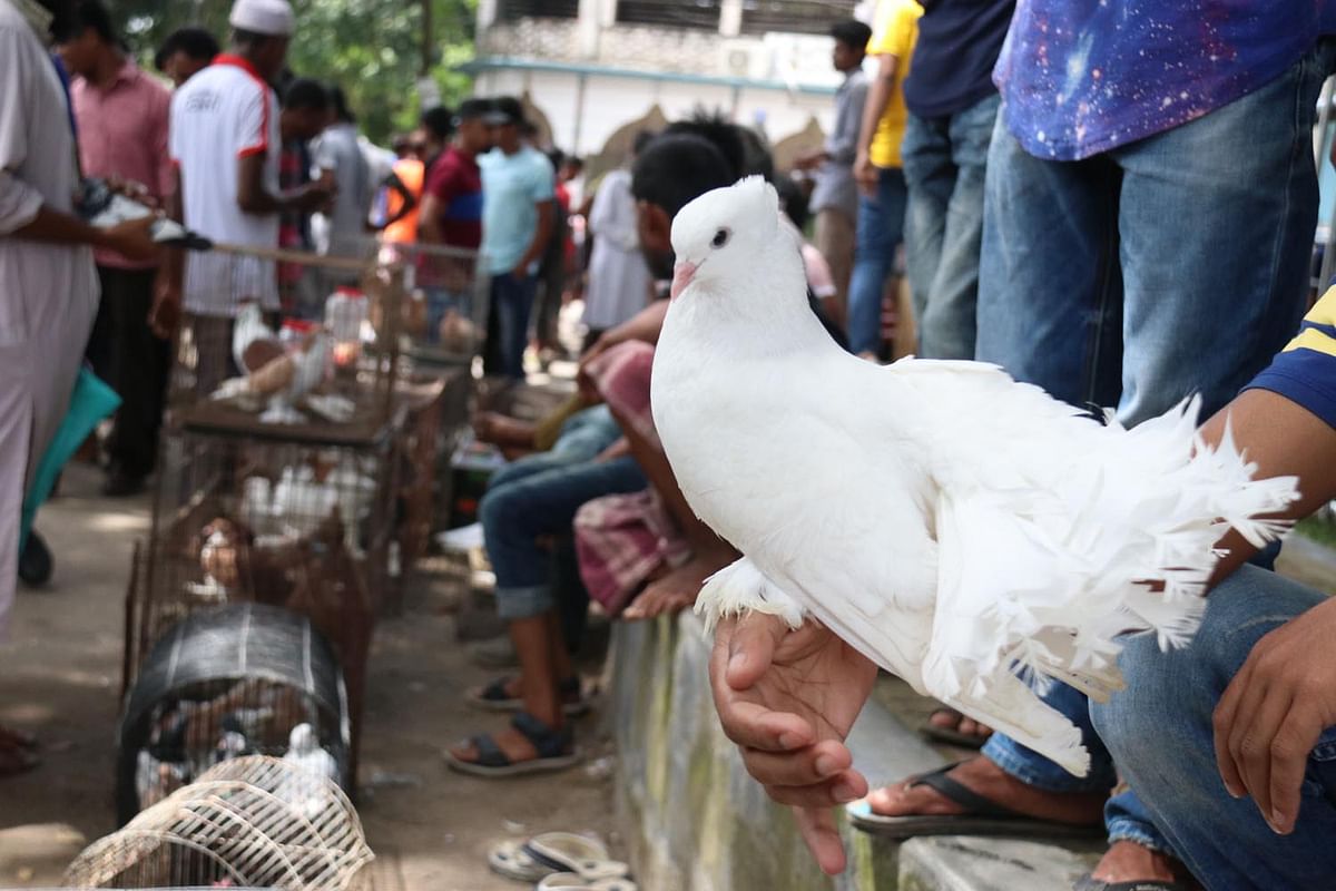 A pigeon at the weekly market at Guhalakshmipur, Faridpur on 20 September. A pair of pigeons sells at Tk 200 to 20,000 in the daylong market. Photo: Alimuzzaman