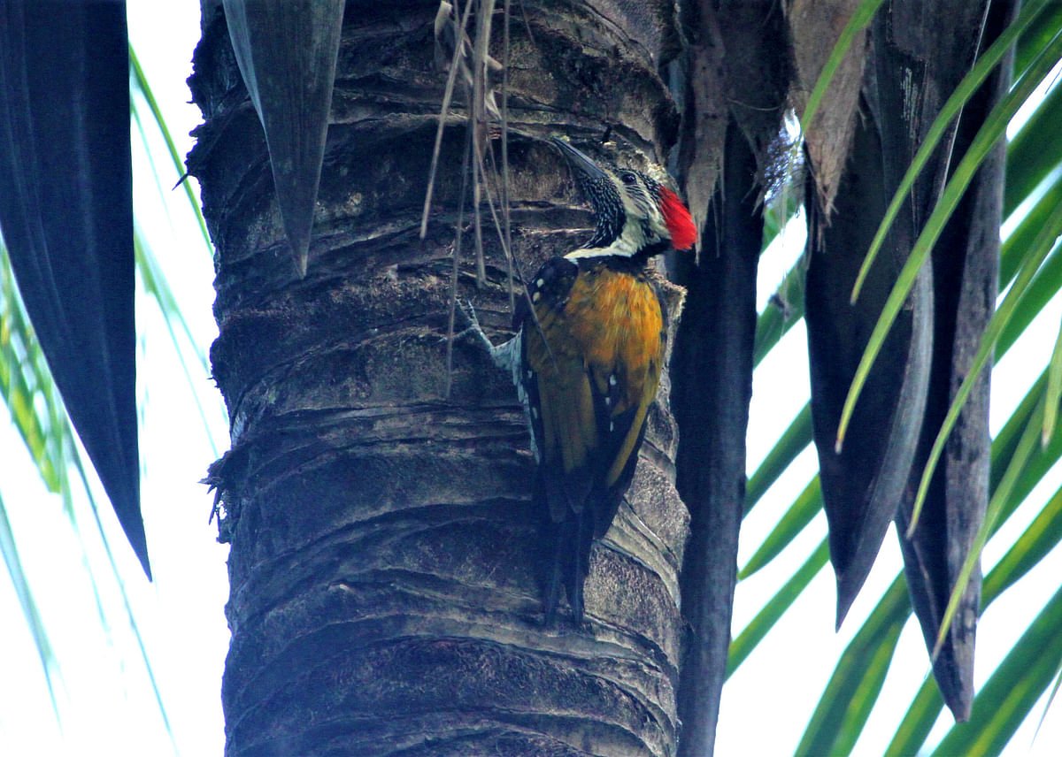 A woodpecker pauses before it pecking a hole in a coconut tree at Shukarchhhari, Rangamati on 20 September. Photo: Supriya Chakma