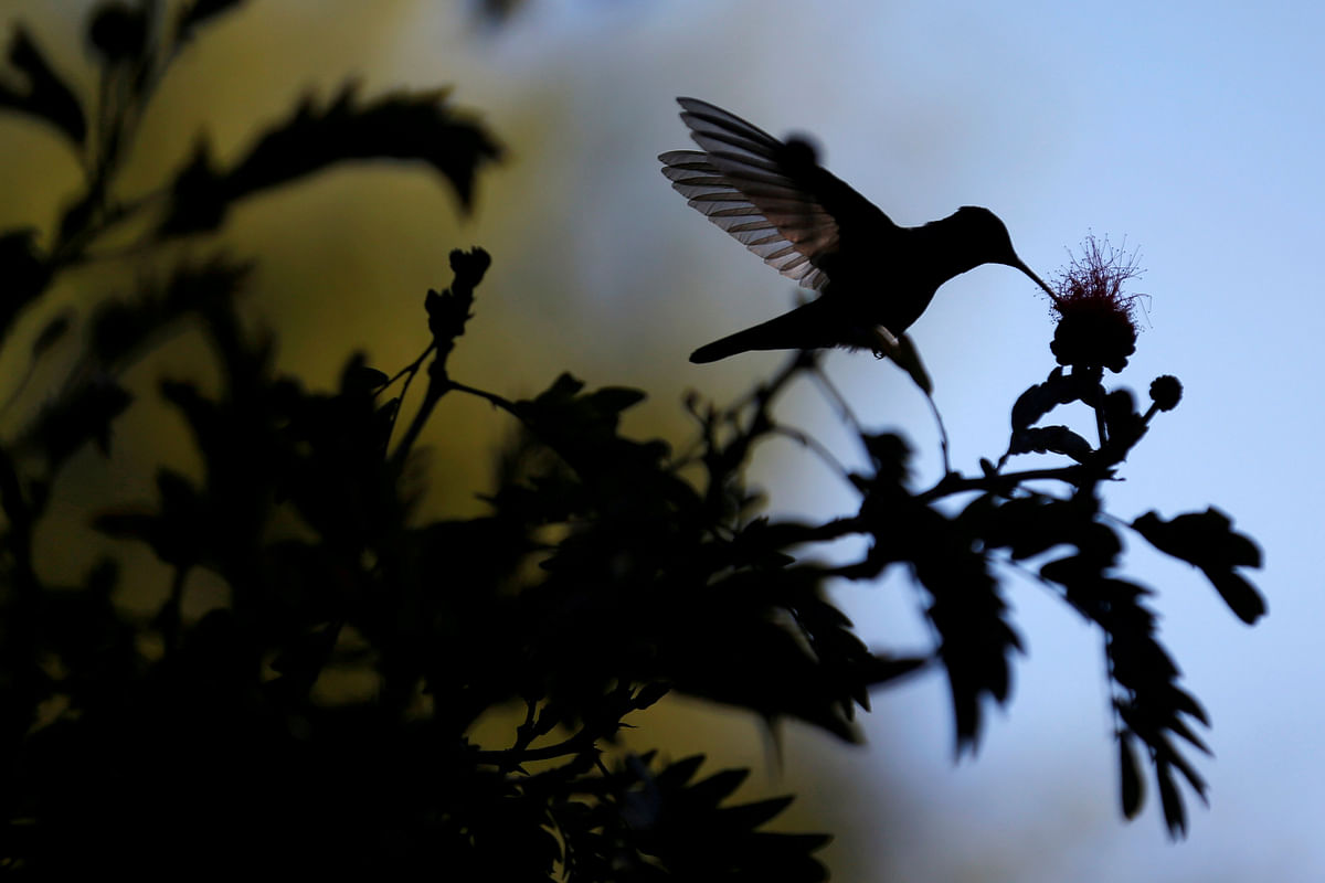 A hummingbird is photographed during the National Orchid Exhibition at the Jose Celestino Mutis Botanical Garden in Bogota, Colombia on 20 Septermber 2018. Photo: Reuters