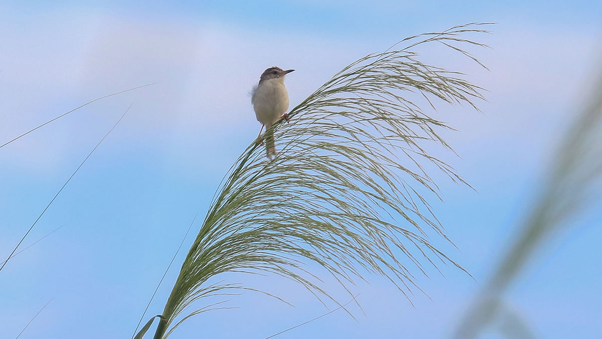 A bird perched on a long stalk of grass at the under-construction jail compound in Khulna on 21 September. Photo: Saddam Hossain