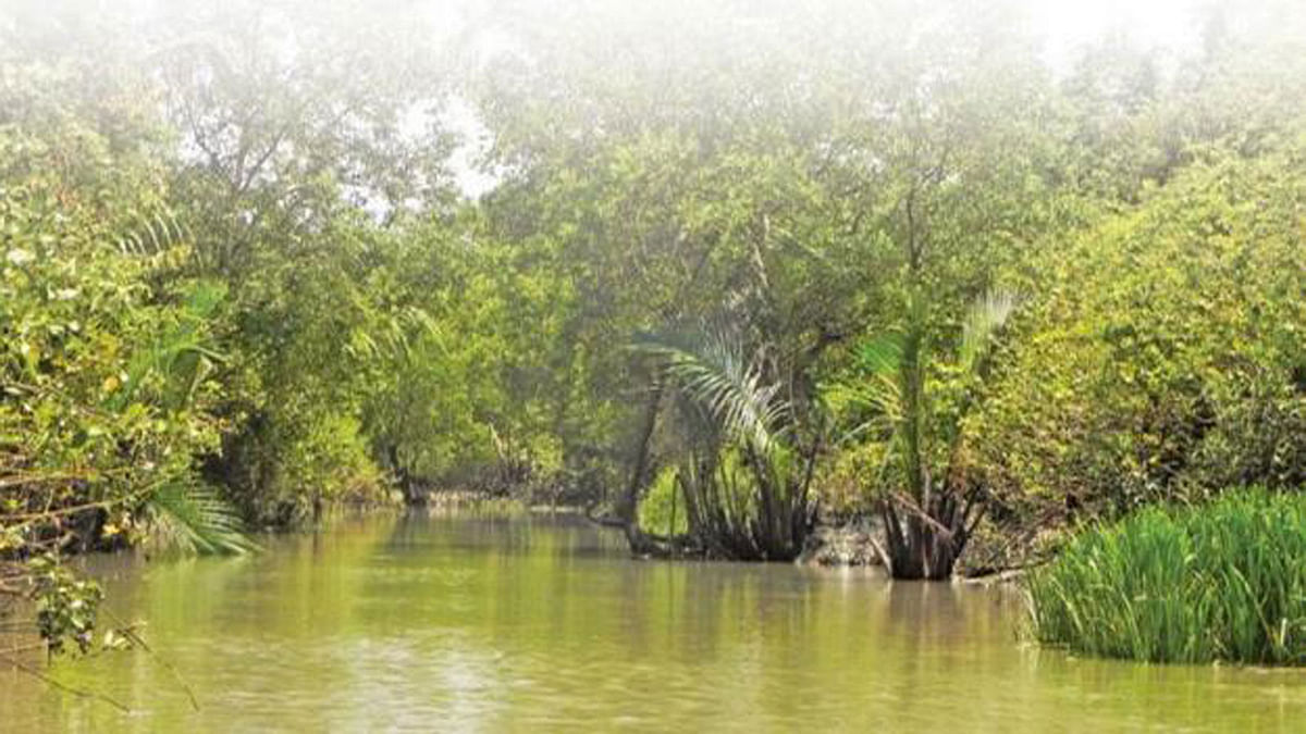 An area of the Sundarbans. Prothom Alo File Photo