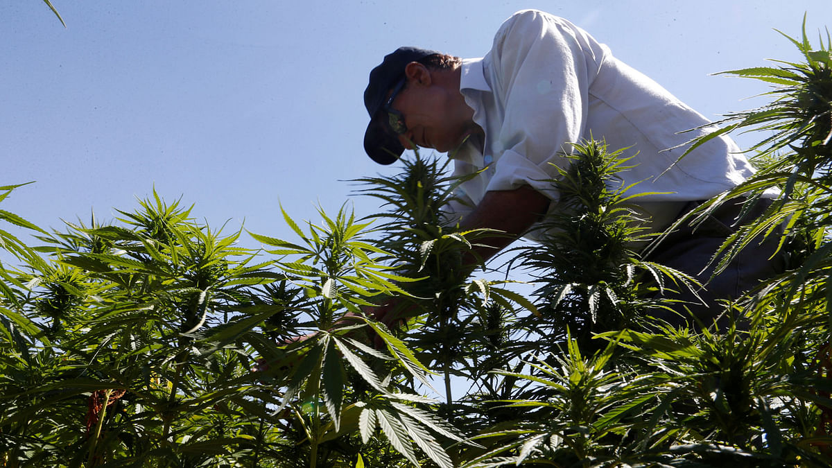 A farmer is seen in a green of cannabis plants in a field overlooking a lake in Yammouneh in West of Baalbek, Lebanon on 13 August. Photo: Reuters