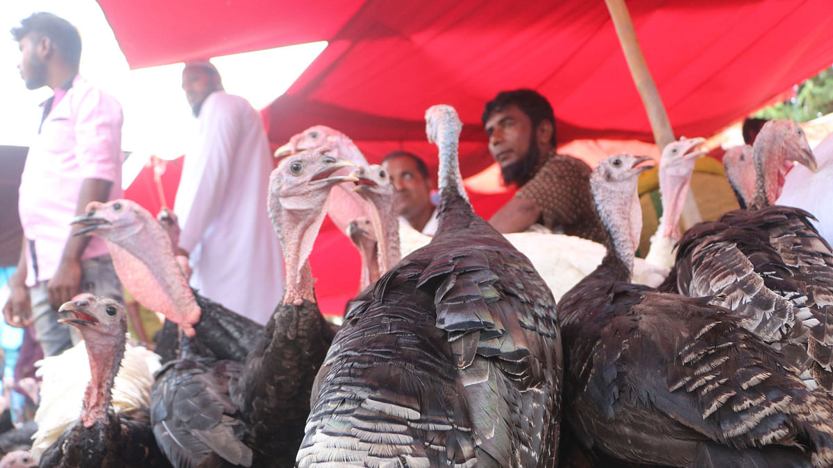 Turkeys for sale at Kaitartek, Sonargaon, Narayanganj. A pair sells at Tk 1,200 to 2,000. Photo: Dinar Mahmud
