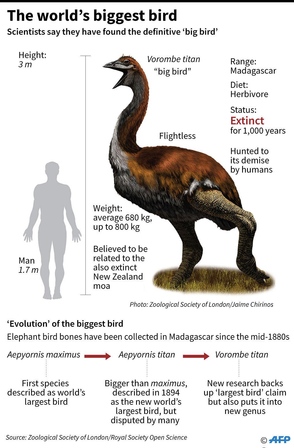 `Biggest bird` mystery solved