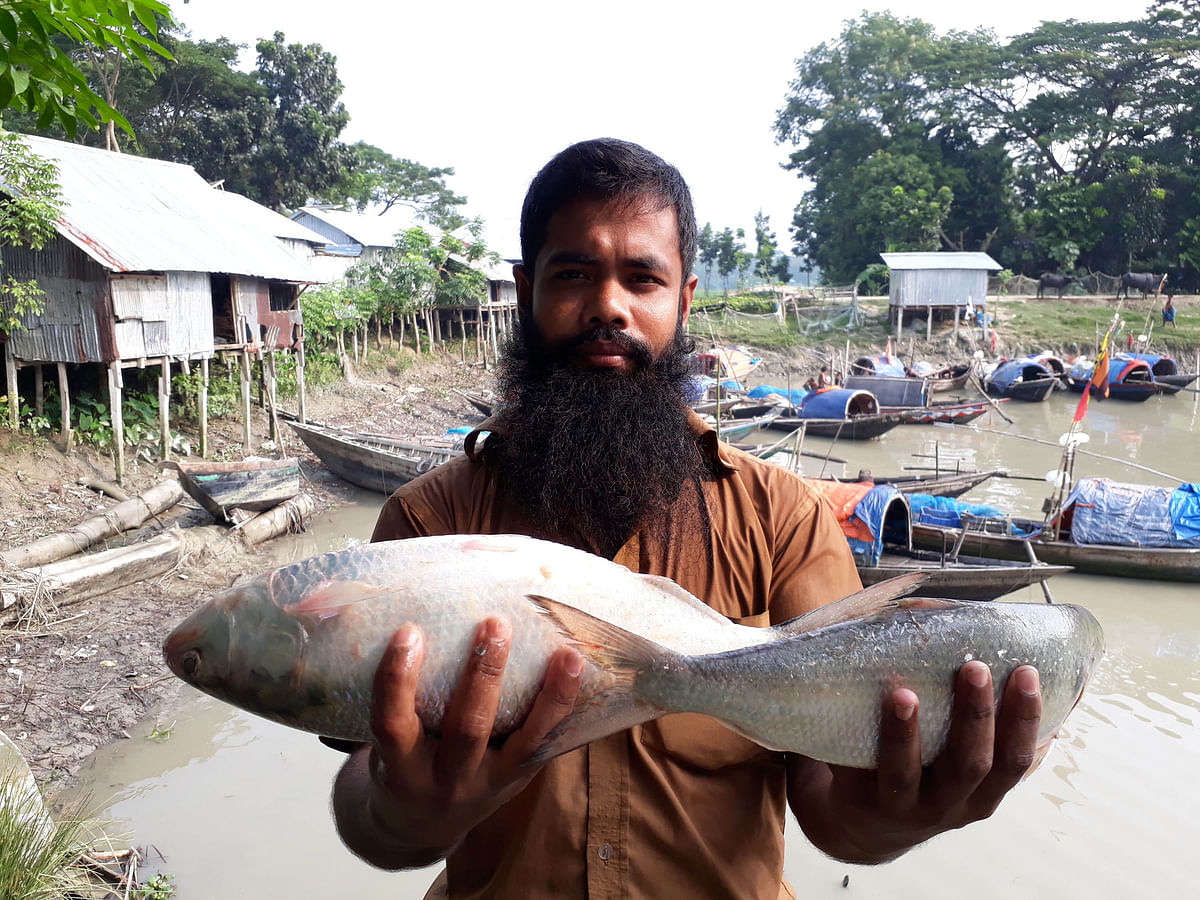A fisherman with hilsas caught from the river Tentulia at Sluice Gate Ghat, Auliwapur, Dashmina, Patuakhali on 30 September. Photo: Shankar Das