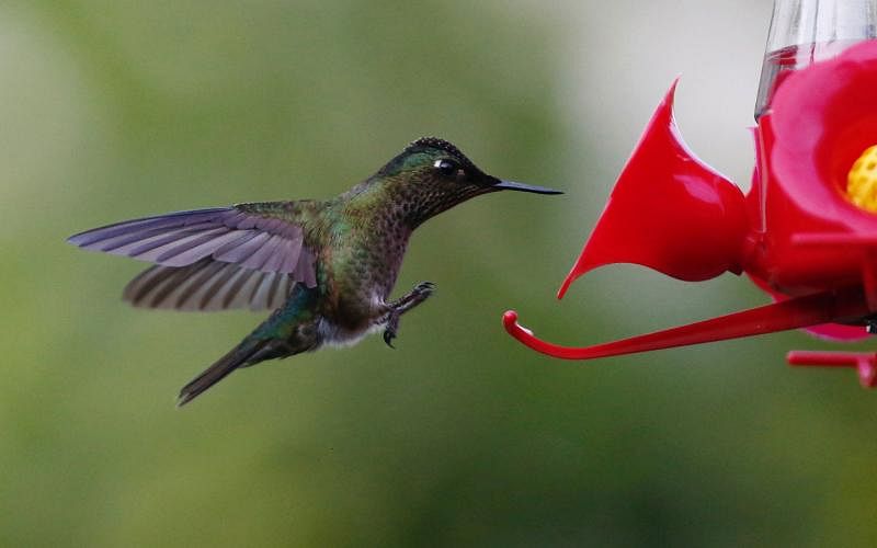 A humming bird is seen landing on a bird feeder at a public square in Santiago, Chile. Photo : Reuters