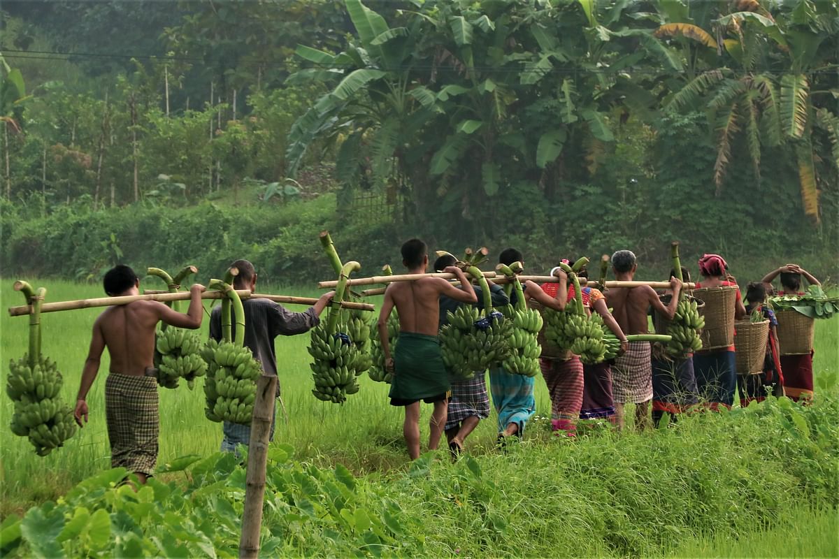 Indigenous people collect bananas from the hills at Pukurchhari, Ghilachhari Union of Naniarpazr Upazila in Rangamti on 30 September. Photo: Supriya Chakma