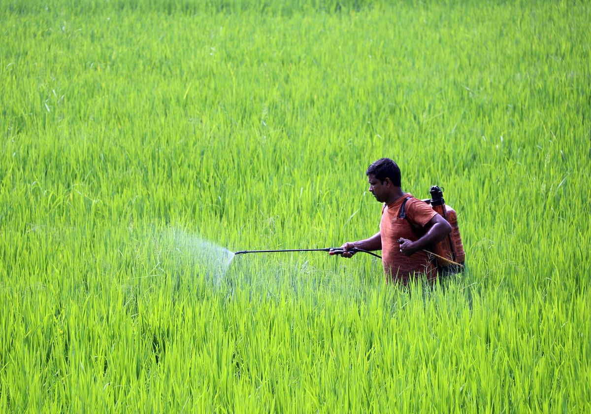A farmer without a mask sprinkles pesticide in the rice field despite health risks at Chandimura, Sadar Dakshin, Cumilla on 29 September. Photo: Emdadul Haq