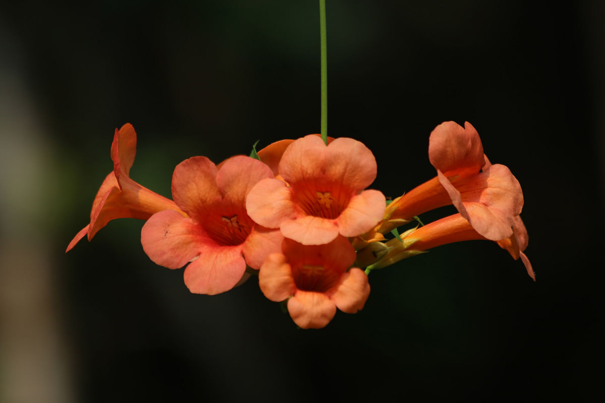 The photo of the kamallata flowers was taken by Nerob Chowdhury from the hills at Milanpur Mavila, Khagrachhari on 30 September.