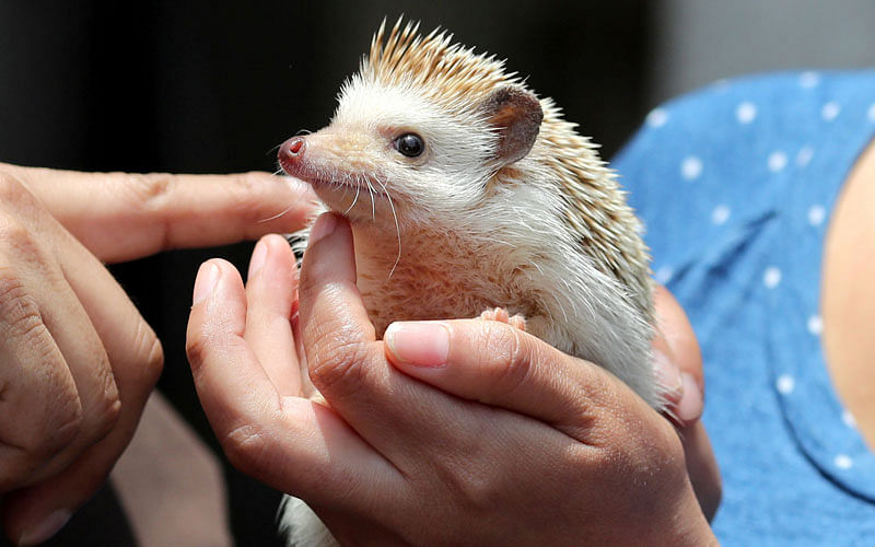 A hedgehog is seen during a religious and blessing ceremony to honour the feast of Saint Francis of Assisi outside the San Francisco Church in Lima, Peru on 30 September. Photo: Reuters