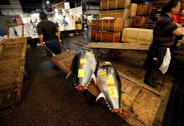 A wholesaler pulls a cart of fresh tuna fish at the Tsukiji fish market in Tokyo, Japan, 29 September 2018. Photo: Reuters