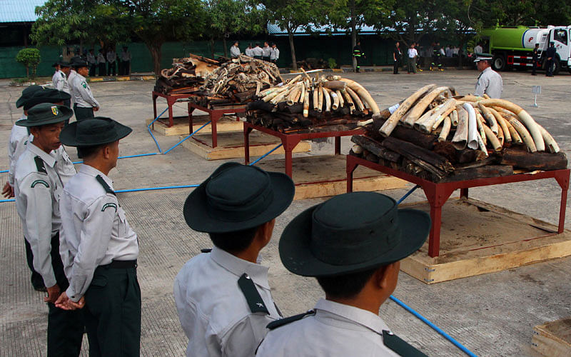 Confiscated ivory and illegal wildlife parts are seen before they are burned by Myanmar`s Ministry of Natural Resources and Environmental Conservation in Naypyidaw, Myanmar on 4 October 2018. Photo: Reuters