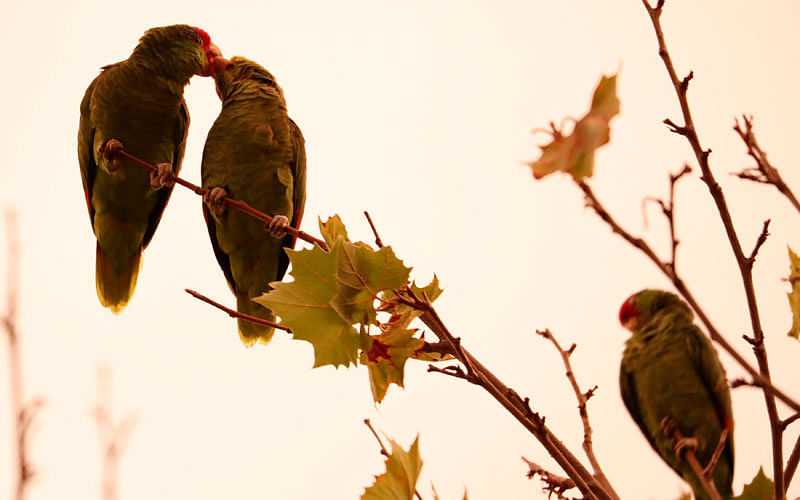 Parrots are perched on a treetop at sunset in Pasadena, California, US, 3 October 2018. Photo: Reuters