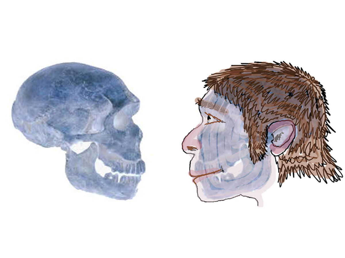 Neanderthal image. Photo: Wikipedia