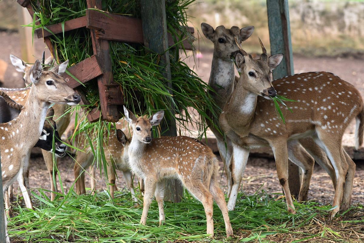 Deer are seen at the Joya Grande zoo and eco-park in Santa Cruz de Yojoa, Cortes department, 160 km north of Tegucigalpa, Honduras, on 4 October 2018. Joya Grande, seized to Los Cachiros drug cartel five years ago, is going through its worst economic crisis. Photo: AFP