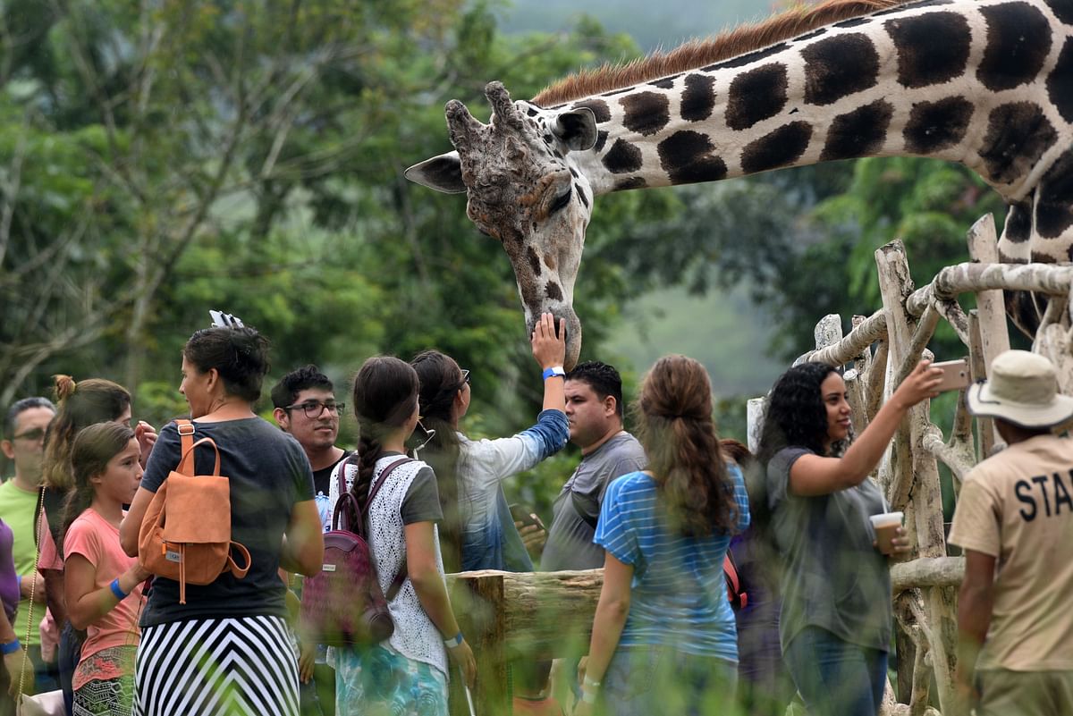 Visitors look at a giraffe the Joya Grande zoo and eco-park in Santa Cruz de Yojoa, Cortes department, 160 km north of Tegucigalpa, Honduras, on 4 October 2018. Photo: Reuters