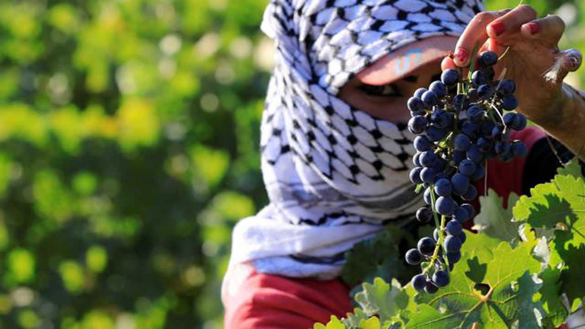 A grape picker harvests grapes in a farm at Taanayel Monastery, in Lebanon`s Bekaa Valley, on 15 September 2018. -- Photo: Reuters