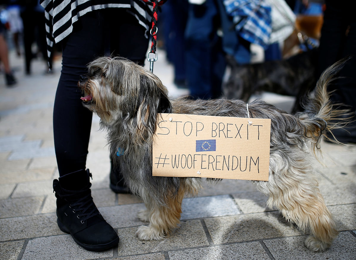 Anti-Brexit protesters and their dogs join a march called `Wooferendum`, in London, Britain on 7 October 2018. Photo: Reuters
