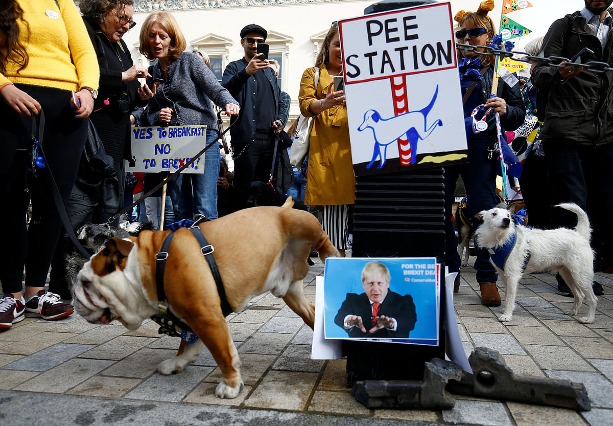 Anti-Brexit protesters and their dogs join a march called `Wooferendum`, in London, Britain on 7 October 2018. Photo: Reuters
