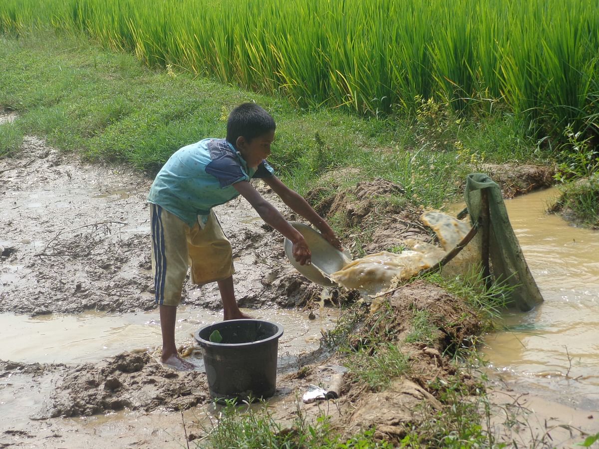 A child busy preparing to catch fish along the rice fields in Sonapahar Bedepara, Mirsarai, Chattogram, 8 October. The water bodies are drying up with the advent of winter. Photo: Iqbal Hossain