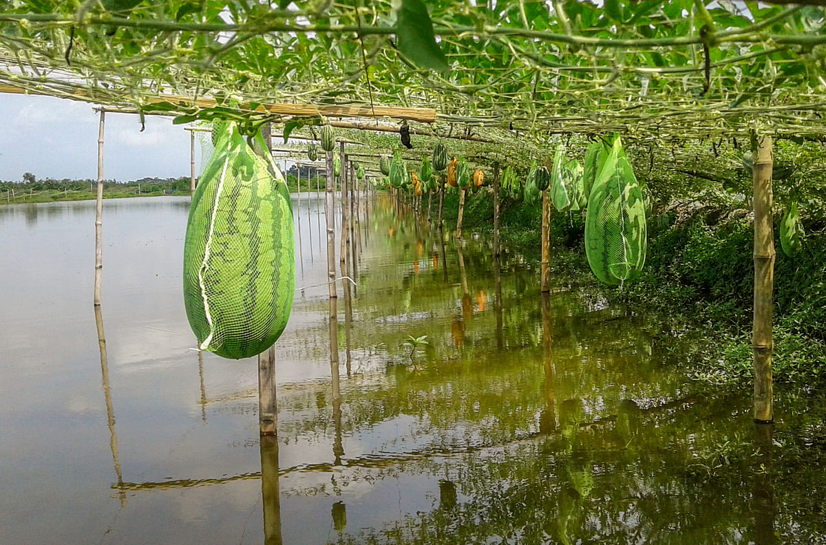Watermelons at Kadamtala, Shobhona, Dumuria, Khulna at.  The watermelons were planted by 76 farmers in their fish breeding enclosures in Dumuria.  A recent photo by Saddam Hossain