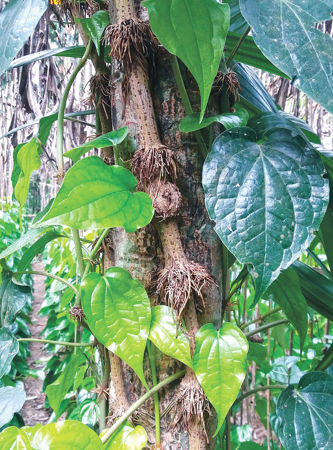 A Chui plant in Monirampur upazila of Ghughudah village. Photo: Mrittunjoy Roy