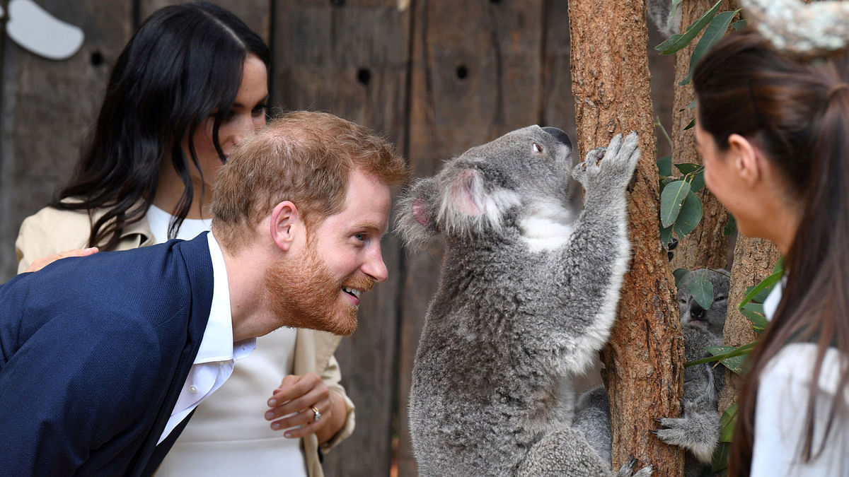 Britain`s Prince Harry, the Duke of Sussex, and his wife Meghan, the Duchess of Sussex, are seen meeting Ruby, a mother Koala who gave birth to koala joey Meghan, named after Her Royal Highness, with a second joey named Harry after His Royal Highness, during a visit to Taronga Zoo in Sydney, Australia, 16 October 2018. Photo: Reuters