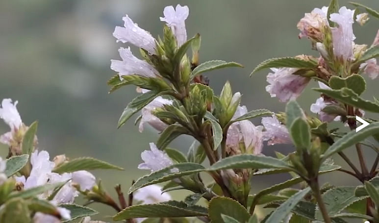 Neelakurinji blossom once in 12-year