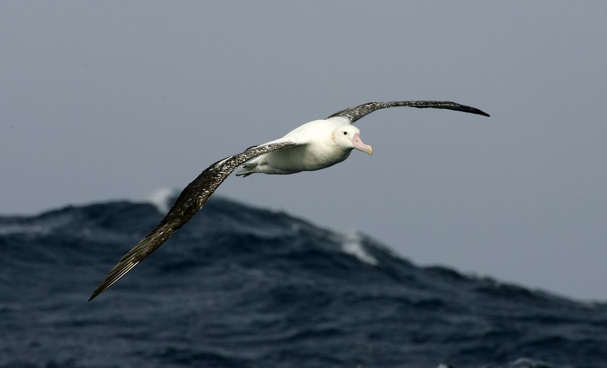 This file photo shows an albatross flying over the Southern Seas off archipelago of Crozet on 1 July 2007. Photo: AFP